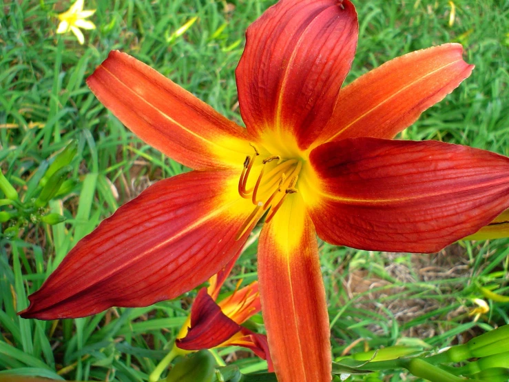 a red flower in a grassy field next to water