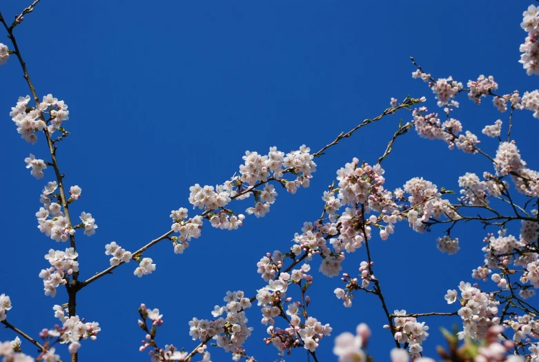 the flowers are blooming on the nches of the tree