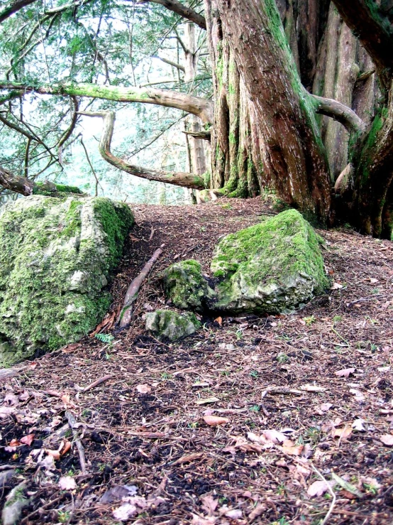 a stone wall in the middle of a forest