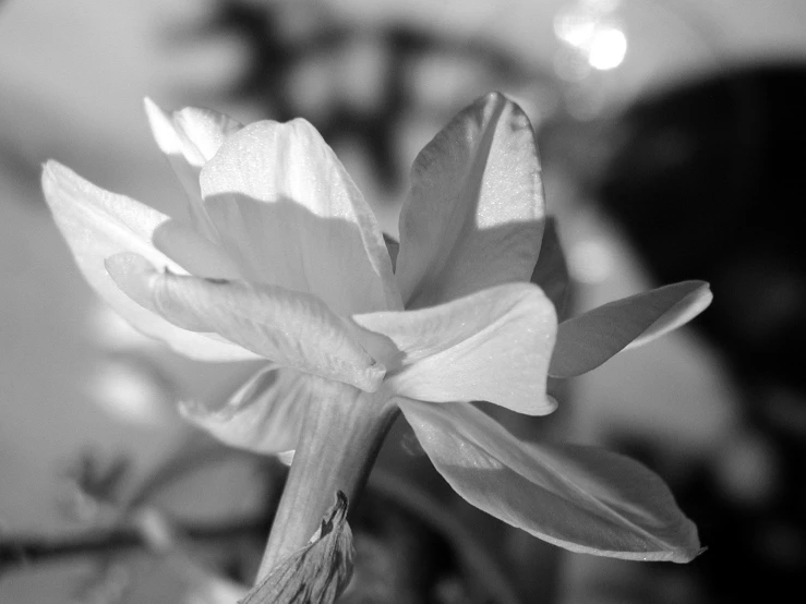 a flower is shown in black and white