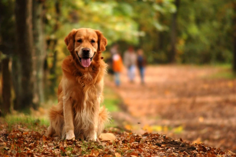 the dog stands on a leaf covered path