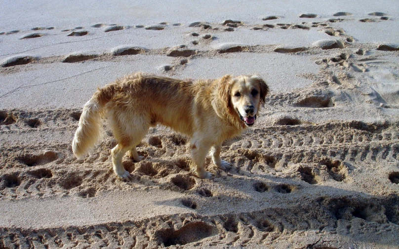 a brown dog standing on a sandy beach