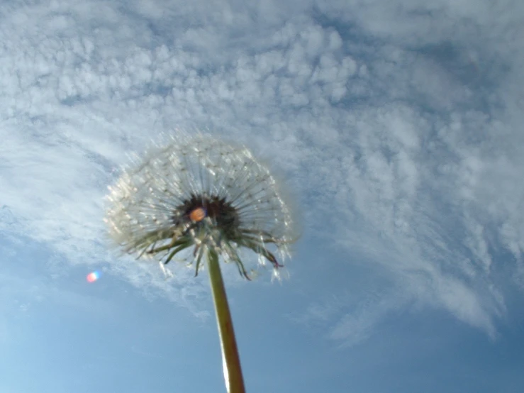 a dandelion with a blue sky background