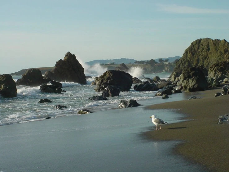 a seagull walking on the beach next to rocks