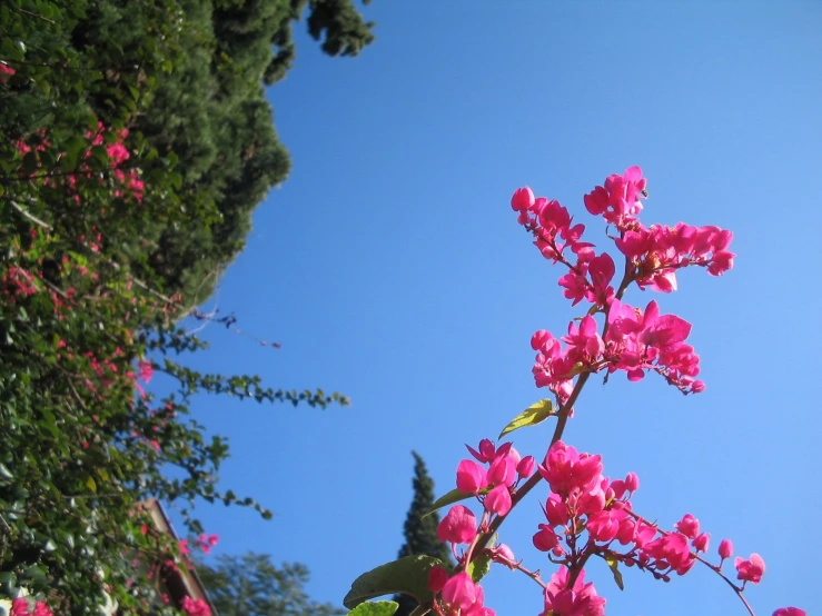 several pink flowers blooming next to an evergreen