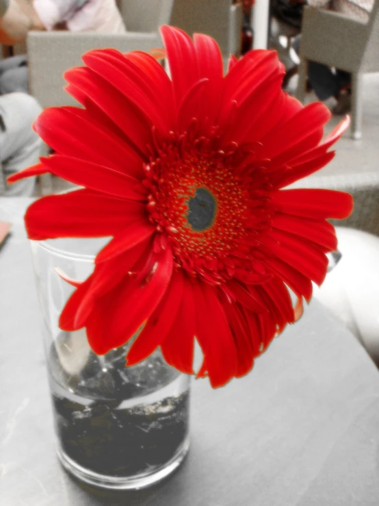 a flower is placed on a table with water