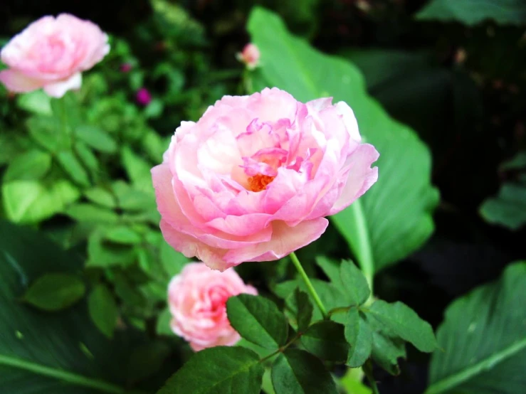 pink flowers in a green background with leafy greenery