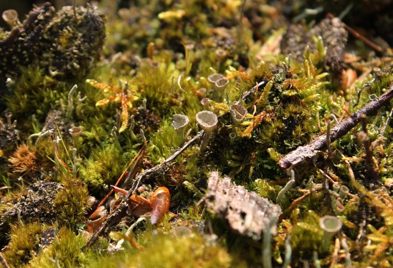 a lot of moss with some tiny drops on it