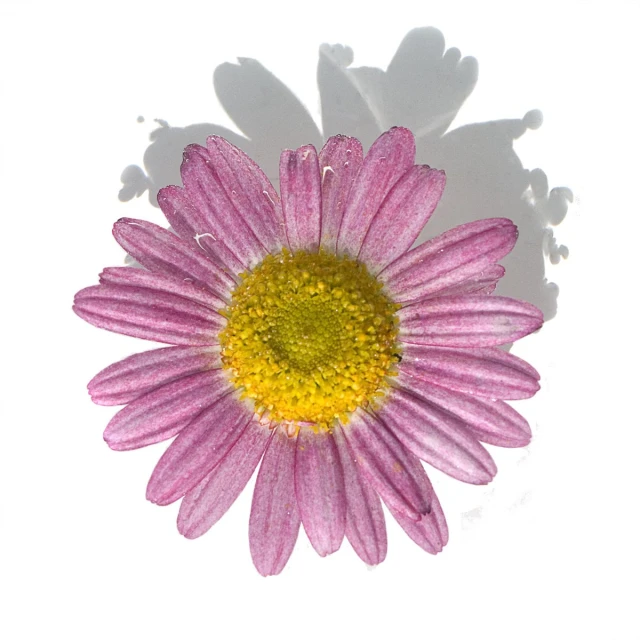 a pink flower with green centers surrounded by some white shadow