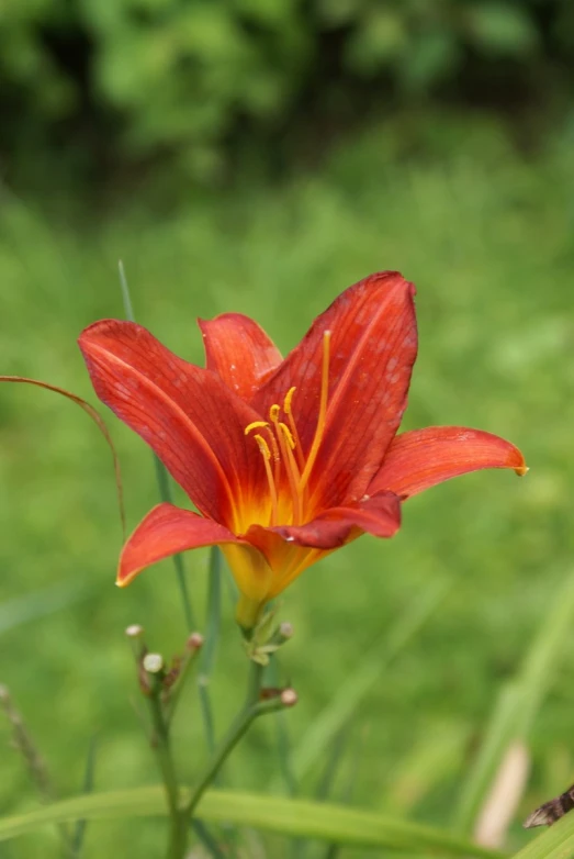 close up of an orange flower in a grassy area