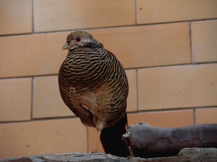 a close up of a bird on a ledge