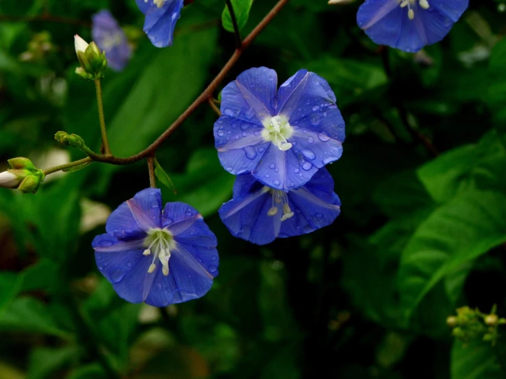 blue flowers with white stamen on their stems