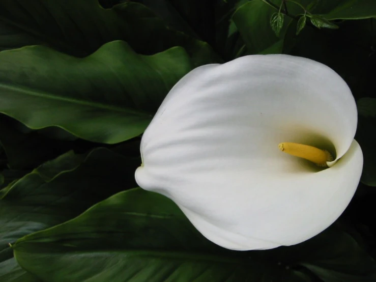 a white flower in the middle of some green leaves