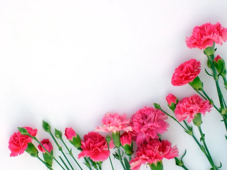pink carnations line up against a white wall