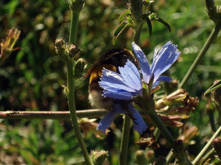 a little bee in a field with some purple flowers