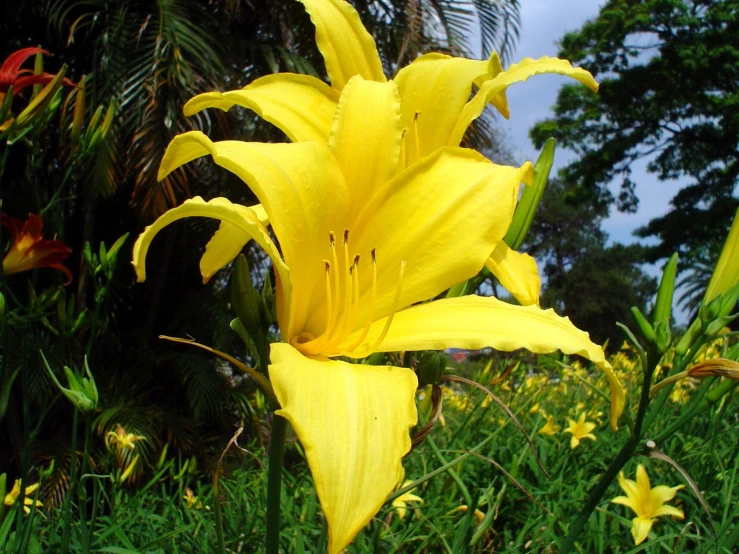 some very pretty yellow flowers in a field