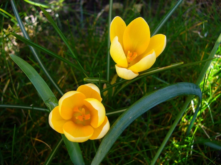 a couple of flowers that are standing in the grass