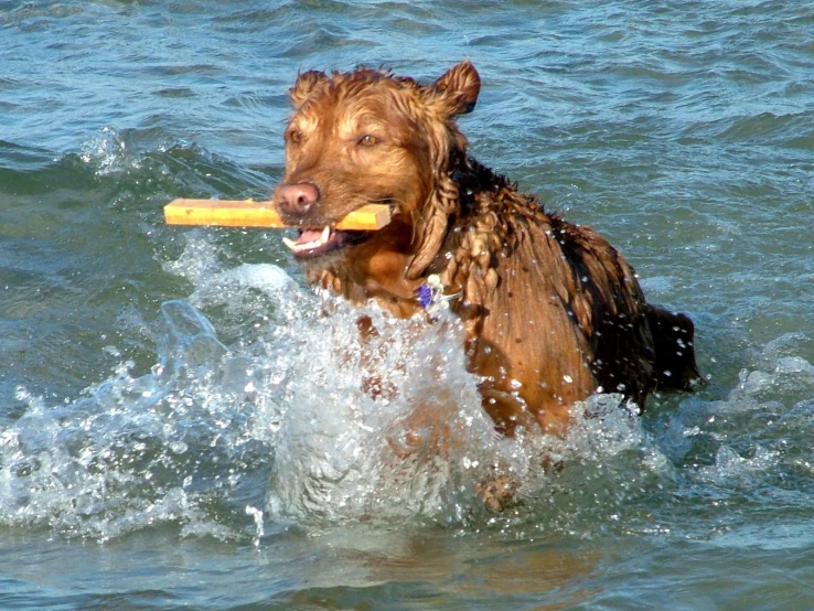 the brown dog is trying to get a stick out of the water