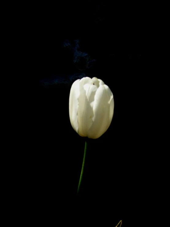 a white flower is in the dark, in the middle