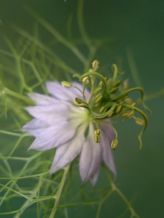 this is a closeup of a plant flower