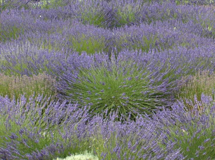 purple flowers in a green field in a sunny day