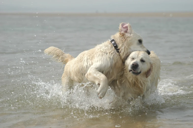 two dogs playing in the water at the beach