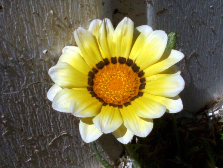 this is a yellow flower growing on a piece of wood