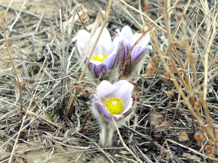 two wild purple flowers on the ground with green buds