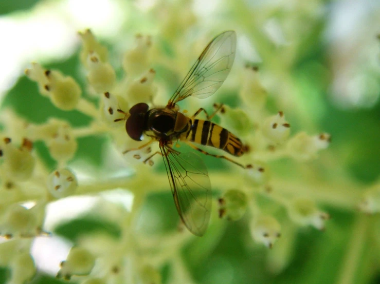 a flies sitting on top of a yellow flower