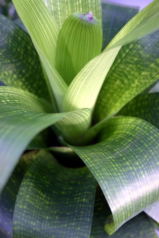 the top of the plant looks like a star or a spiral