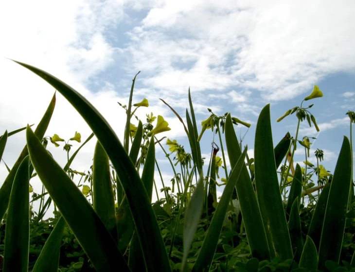 there is grass in the forefront with clouds behind it