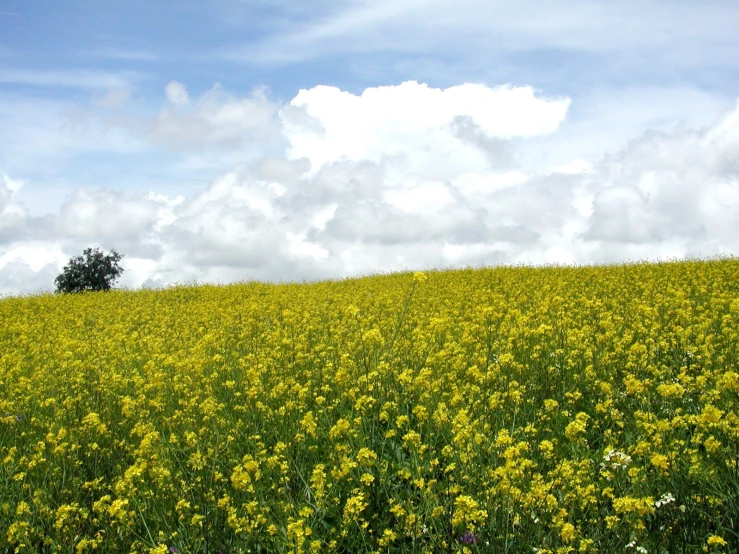 a very tall yellow field with many green flowers