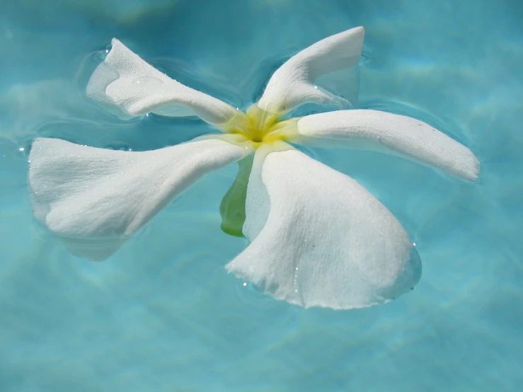 a flower floating in a pond with water