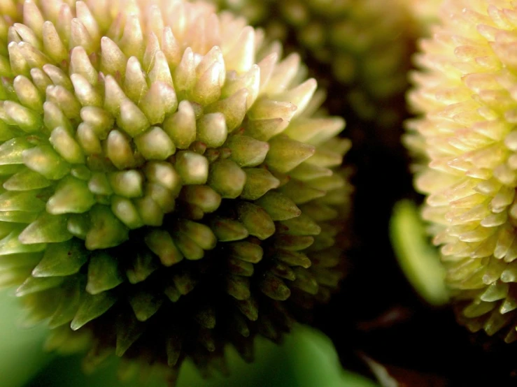 a close up s of flowers in bloom