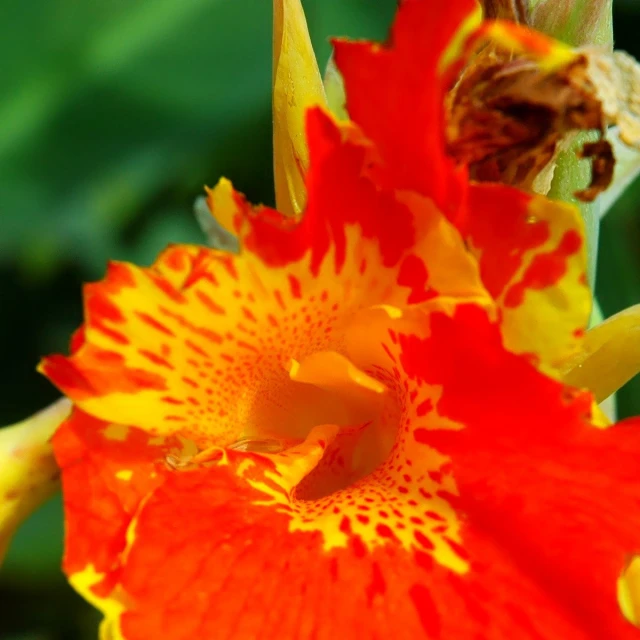 a close up of a large orange and yellow flower