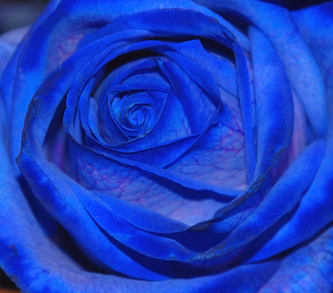a closeup of a blue rose in full bloom