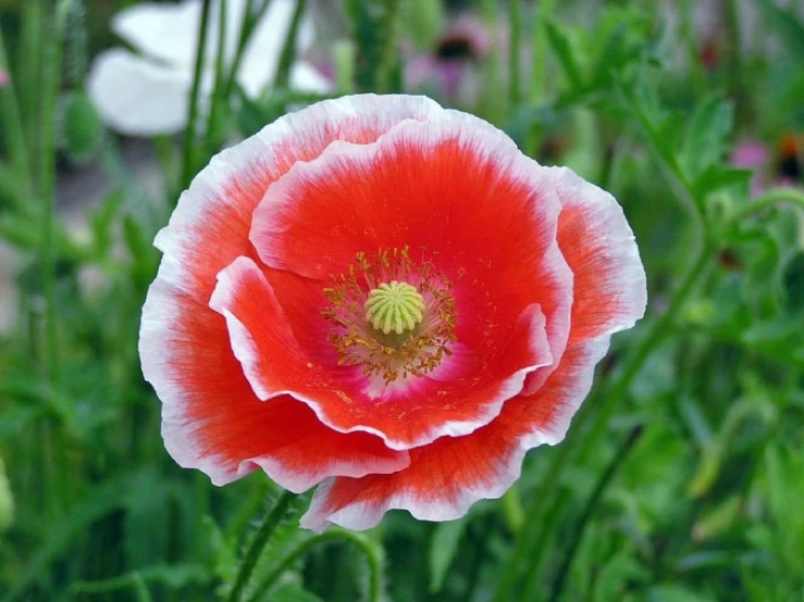 a closeup of a single flower in the middle of grass