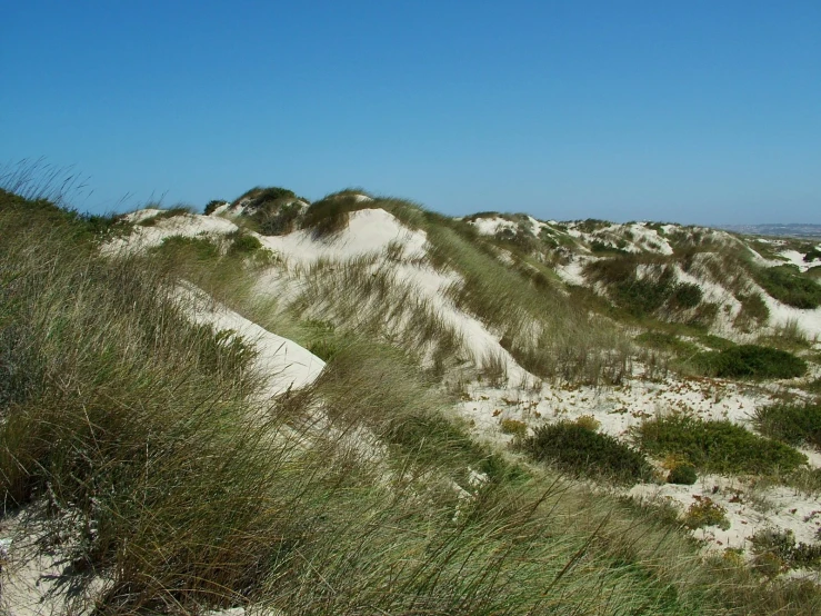 grass growing out of white sand in the middle of nowhere