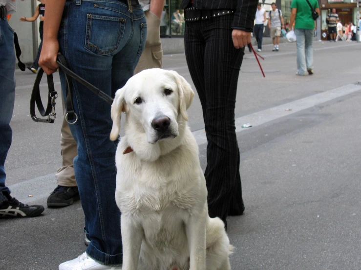 the dog is sitting down and ready to go