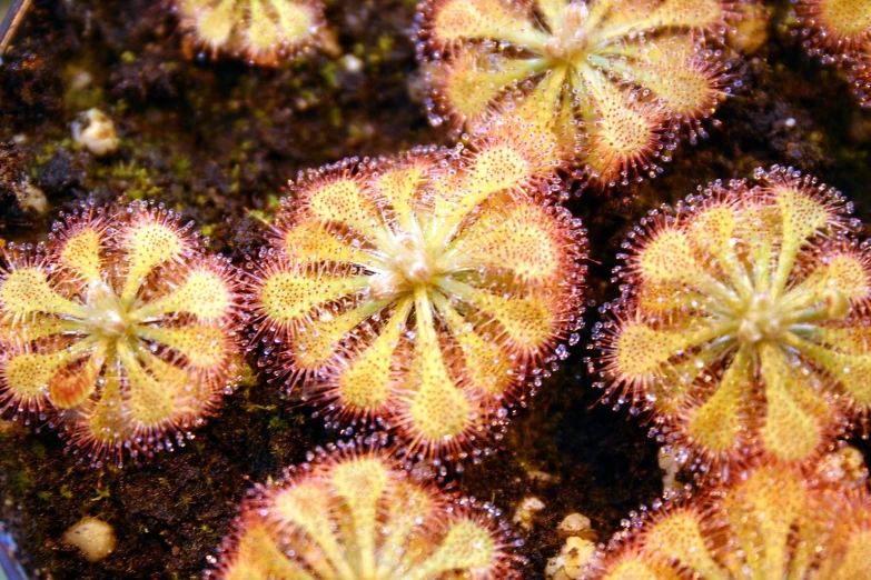 the top view of many sea fans in an aquarium