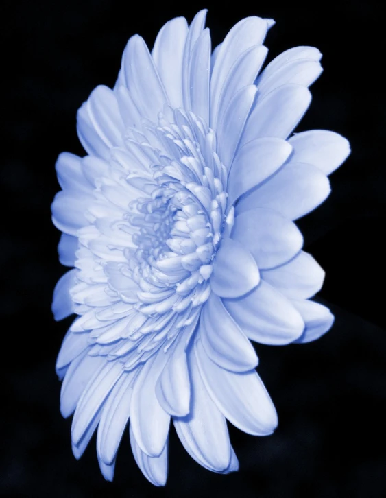 a light blue flower in a dark background