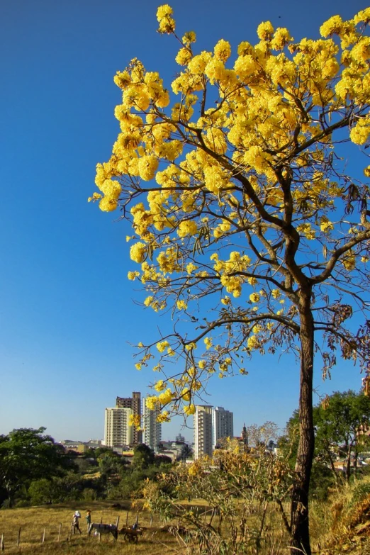 yellow flowers adorn the nches of this tree