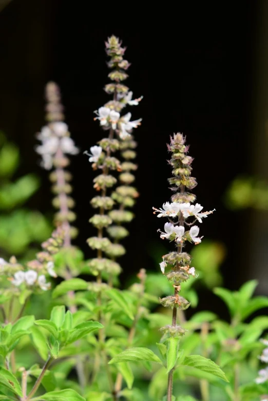 small white flowers are growing next to green plants