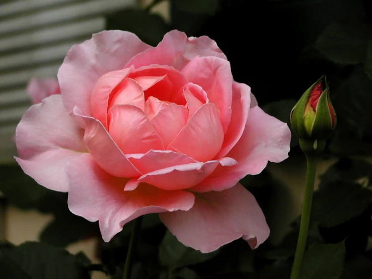 a single pink rose blossoming from the bud