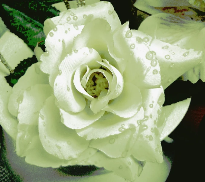 the beautiful white rose has drops of dew