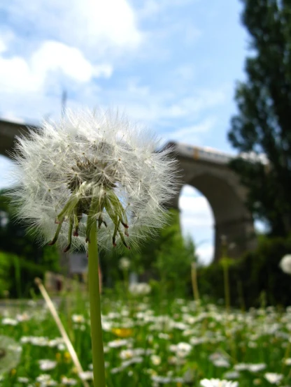 a very close up view of a dandelion with a bridge in the background