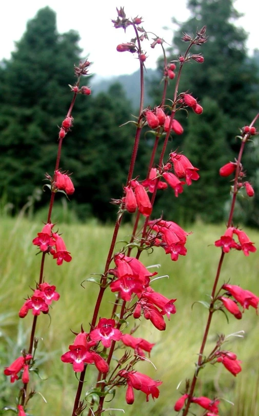 some very pretty red flowers in the grass