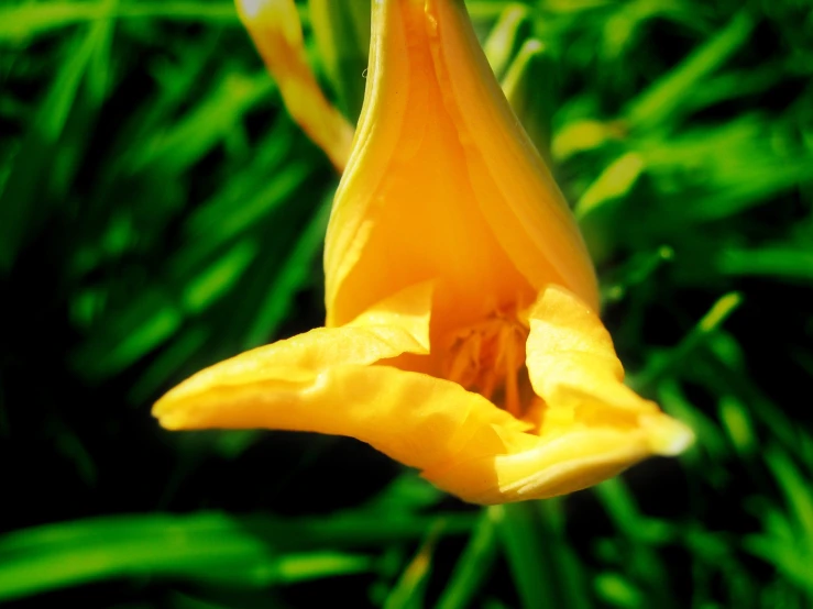 this is a flower growing in the middle of a plant