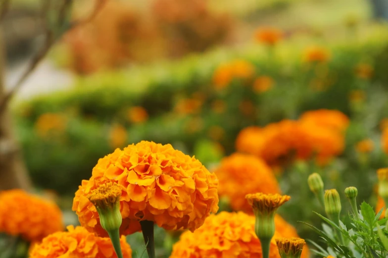 close up of some orange flowers in a garden