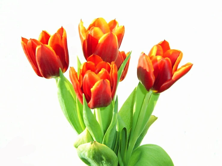 the orange flowers are in a vase